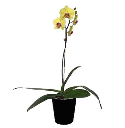 Planta de Orquídea Phalaenopsis 03