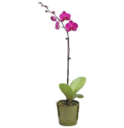 Planta de Orquídea Phalaenopsis 02