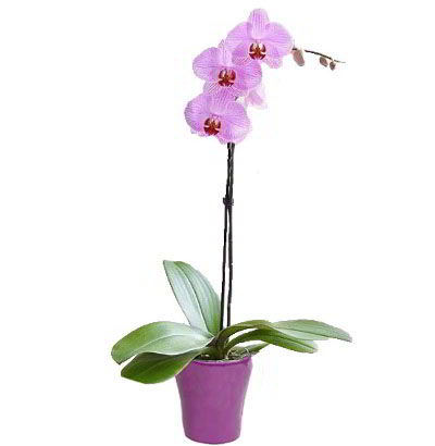 Planta de Orquídea Phalaenopsis 04