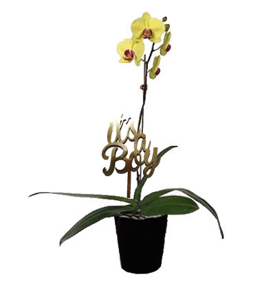 Arreglos para Niño 04