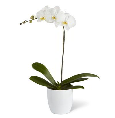 Planta de Orquídea Phalaenopsis 01