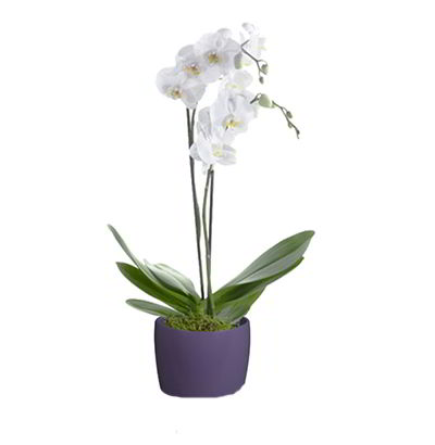 Planta de Orquídea Phalaenopsis 05