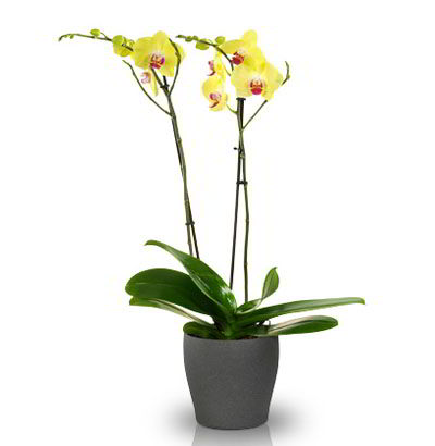 Planta de Orquídea Phalaenopsis 07