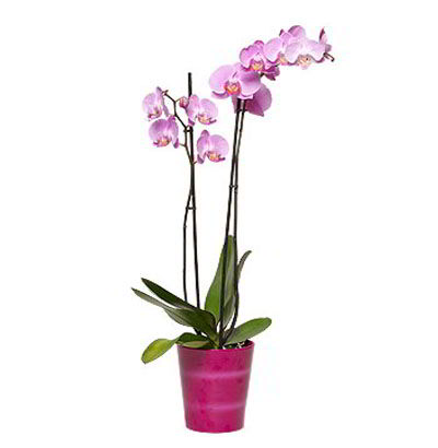 Planta de Orquídea Phalaenopsis 08