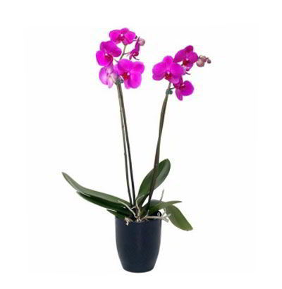 Planta de Orquídea Phalaenopsis 06